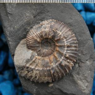 AlmaK-85_ammonite