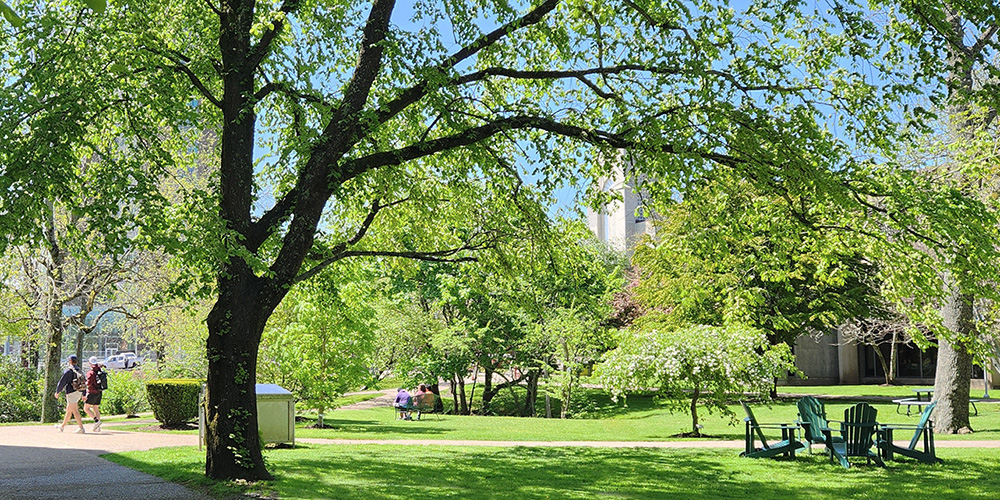 A tree in the quad area.